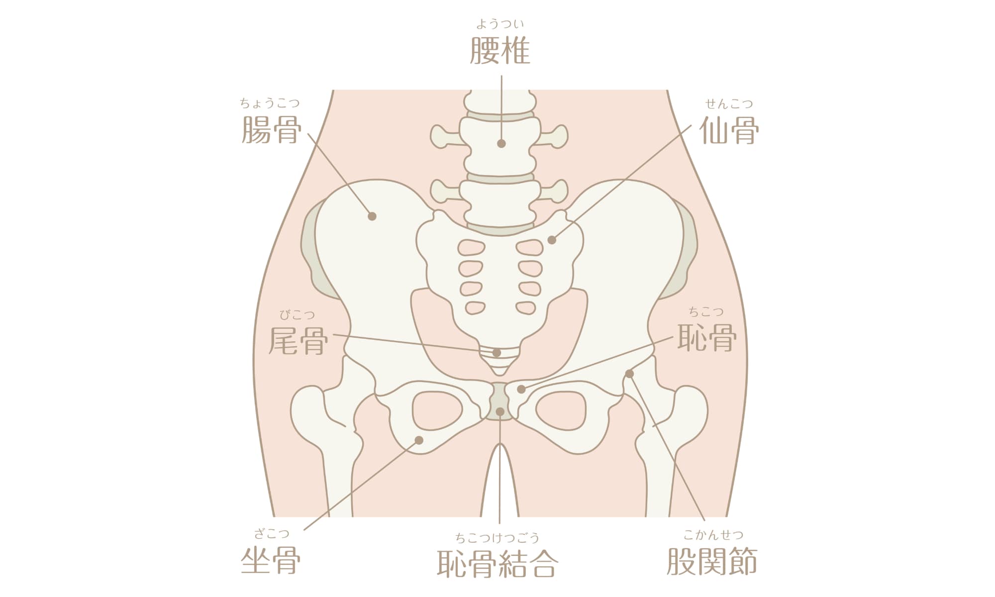 恥骨 